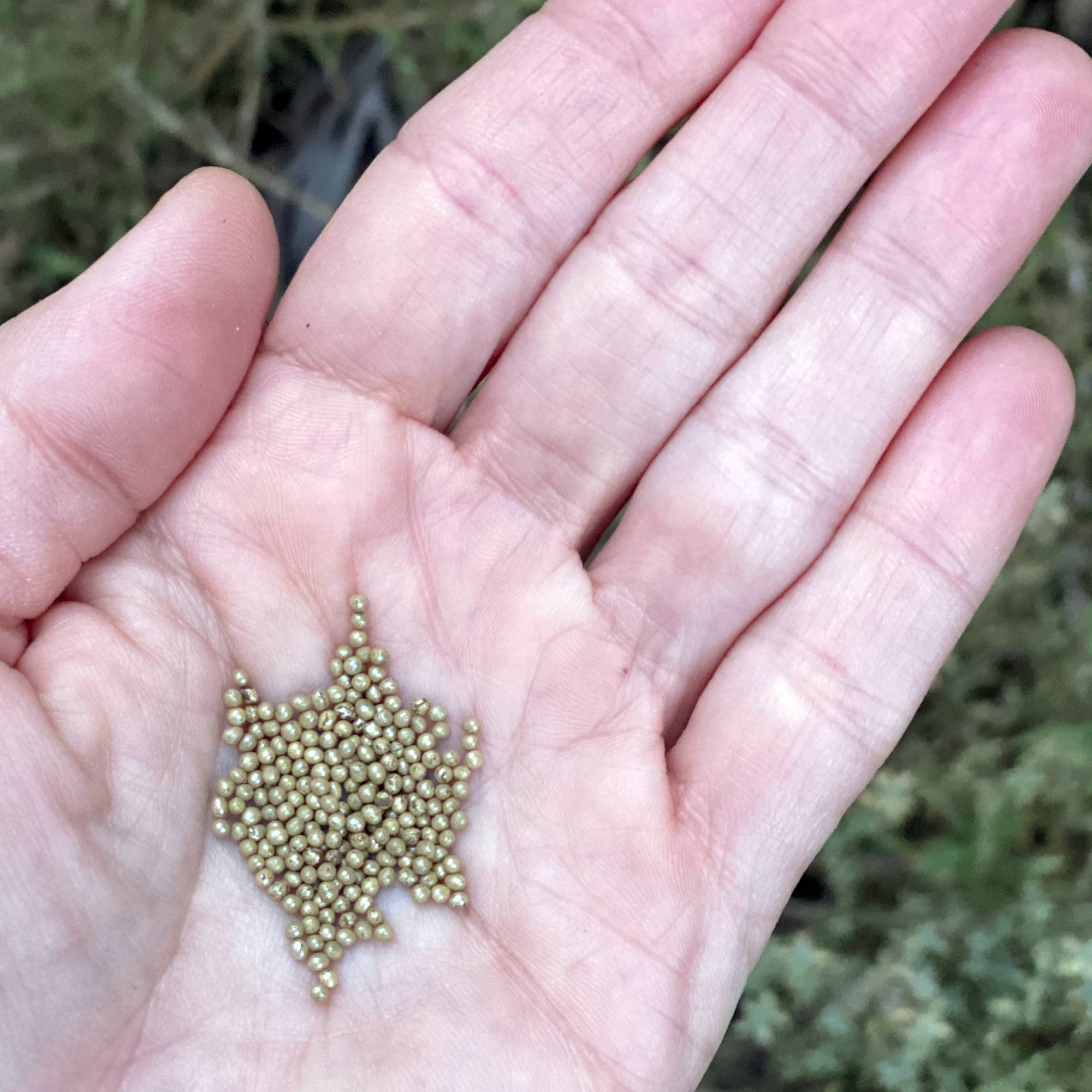 Organic Broccoli Belstar Seeds | Fontana Seeds