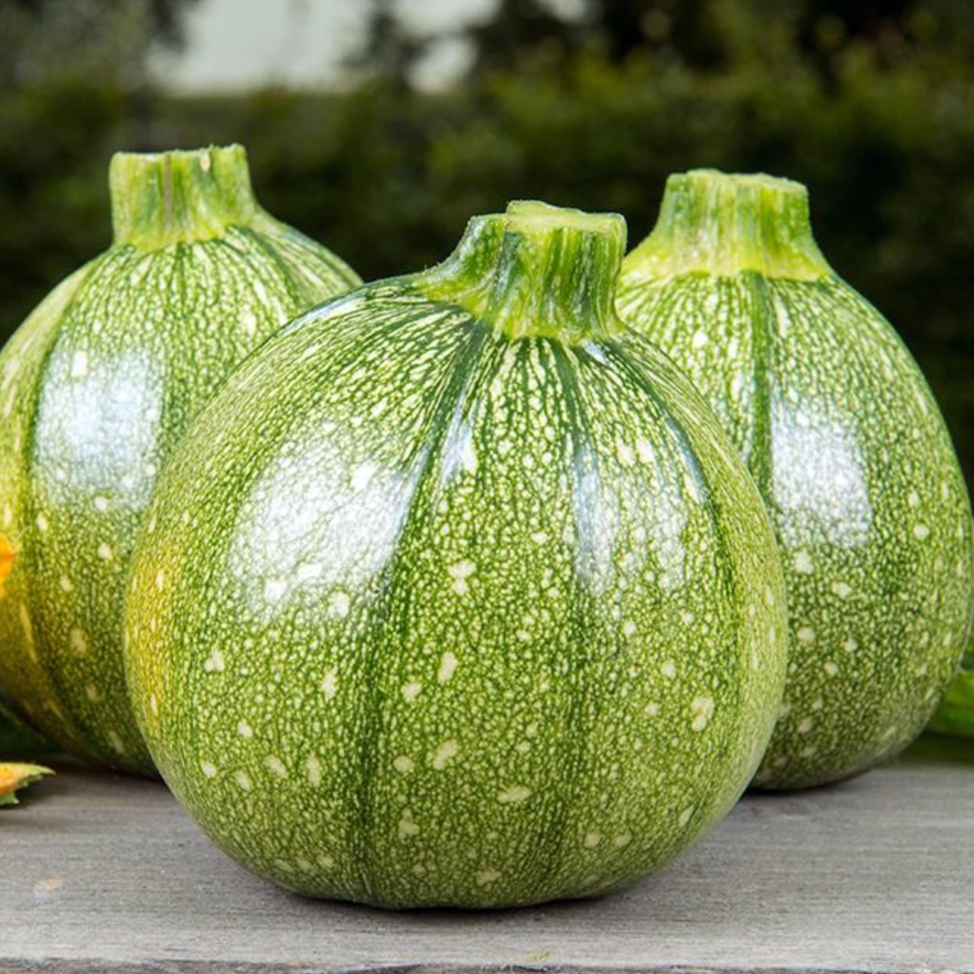 organic-courgette-ola-redonda-seeds-fontana-seeds