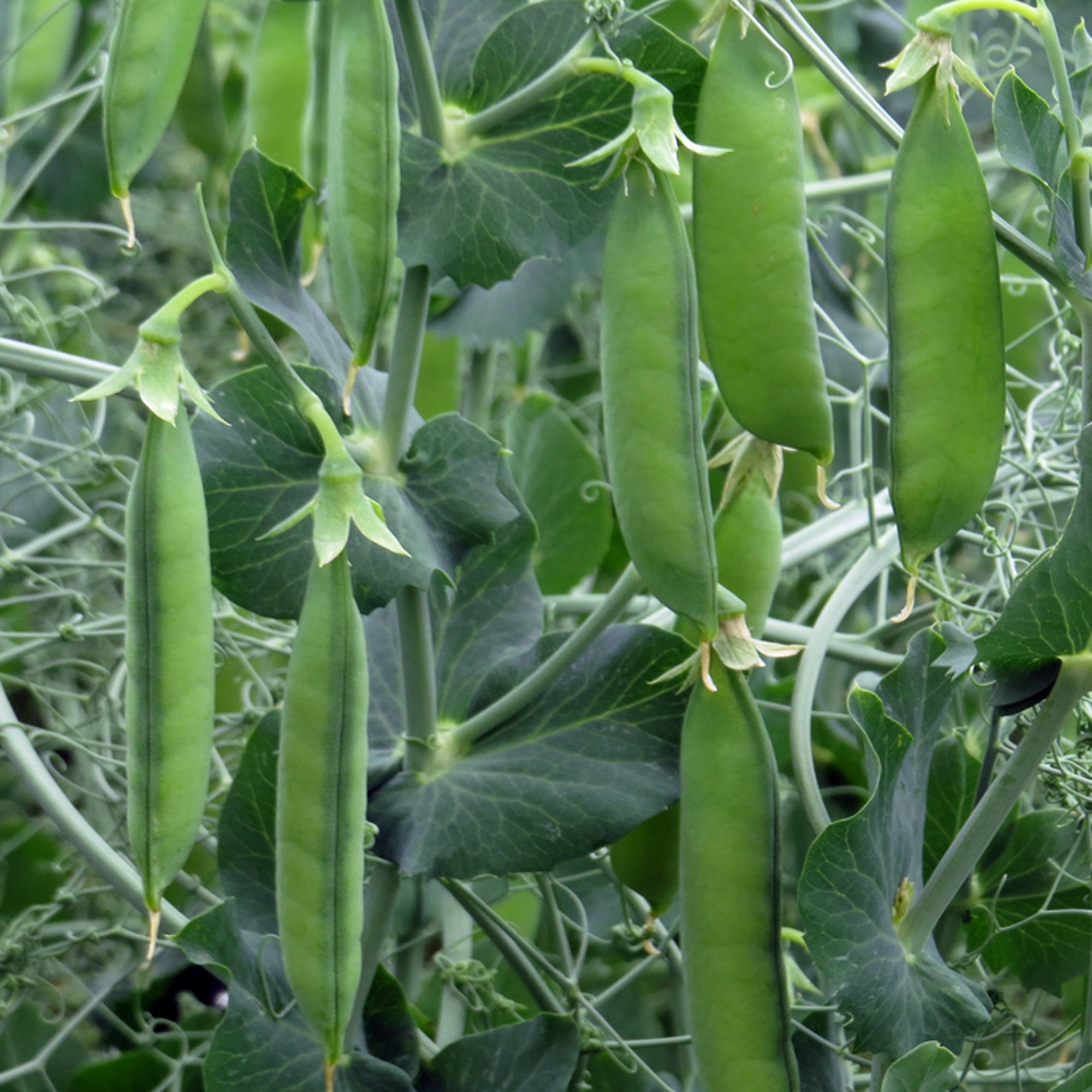 Organic Pea Seeds First Early May Fontana Seeds