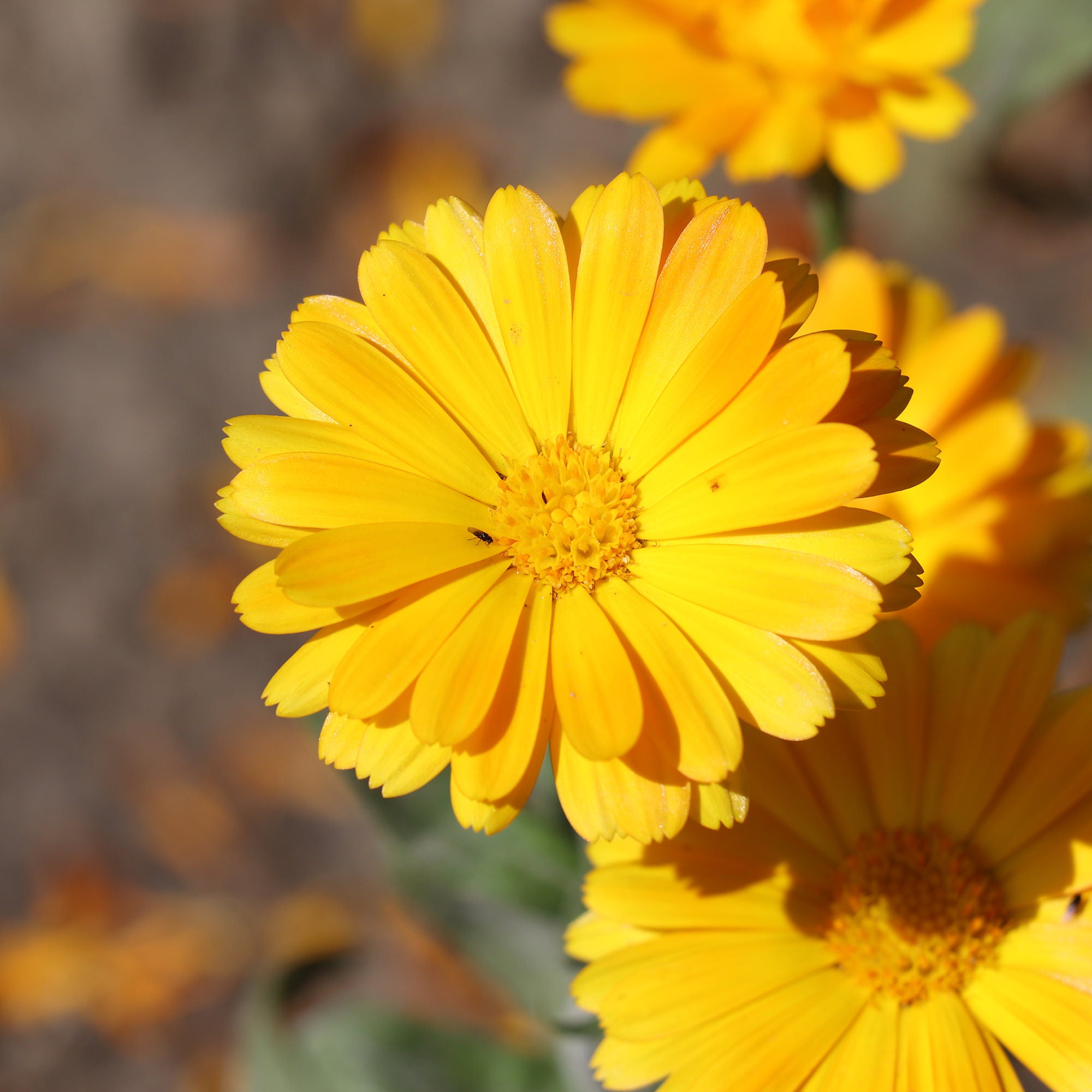 Calendula Petals & Flowers