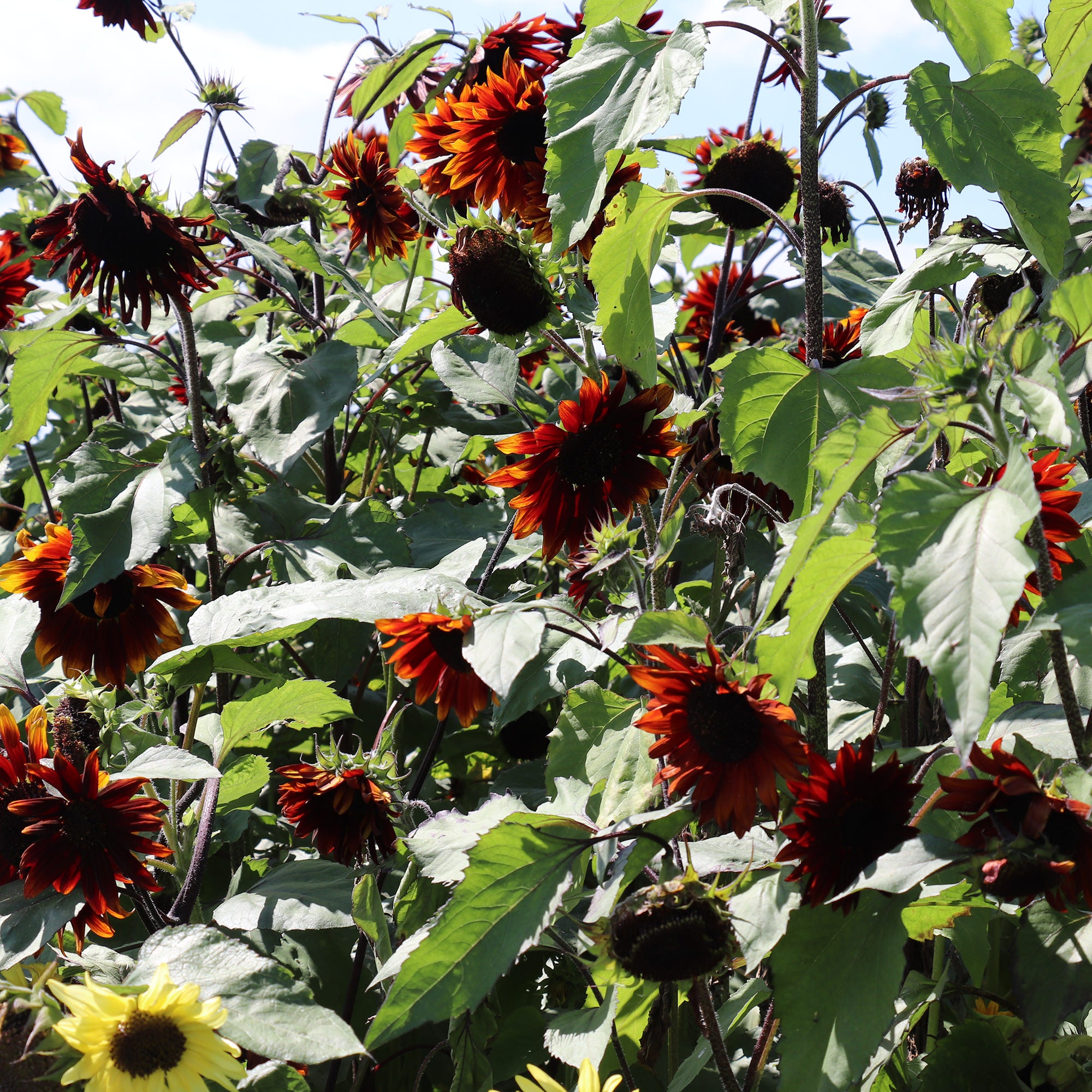 Sunflower Claret F1 Seeds Fontana Seeds