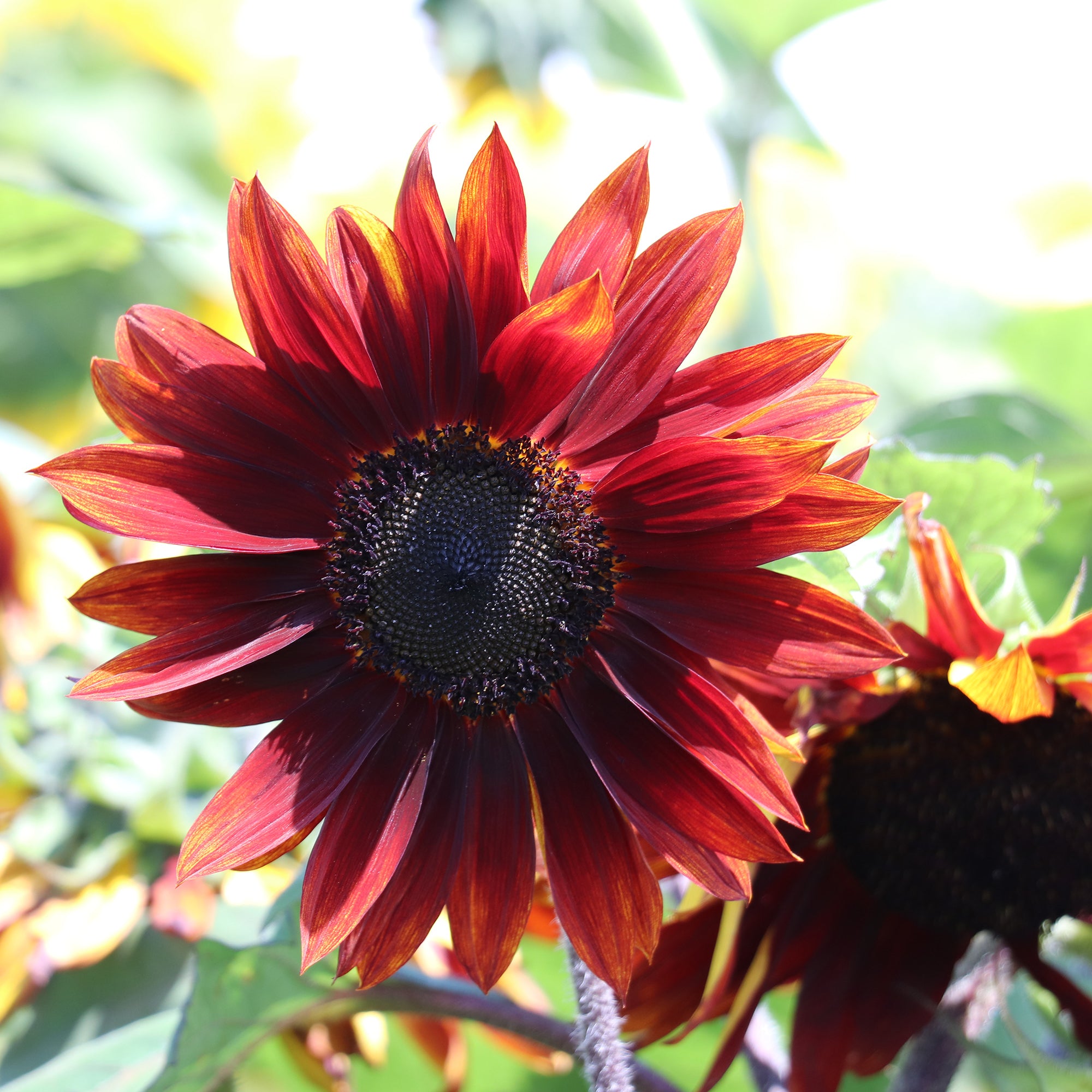 Sunflower Ruby F1 Seeds Fontana Seeds