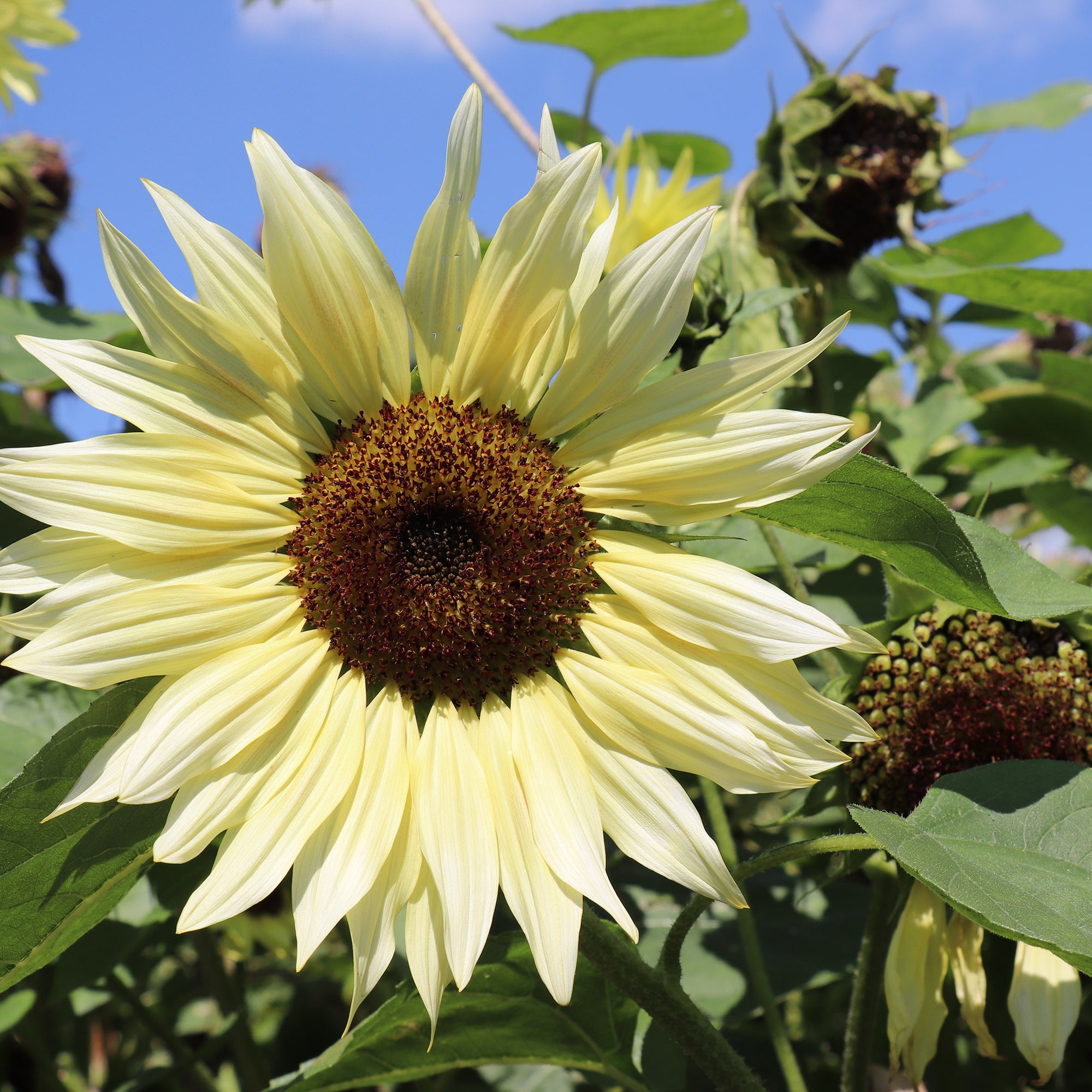 Sunflower Buttercream F1 Seeds Fontana Seeds