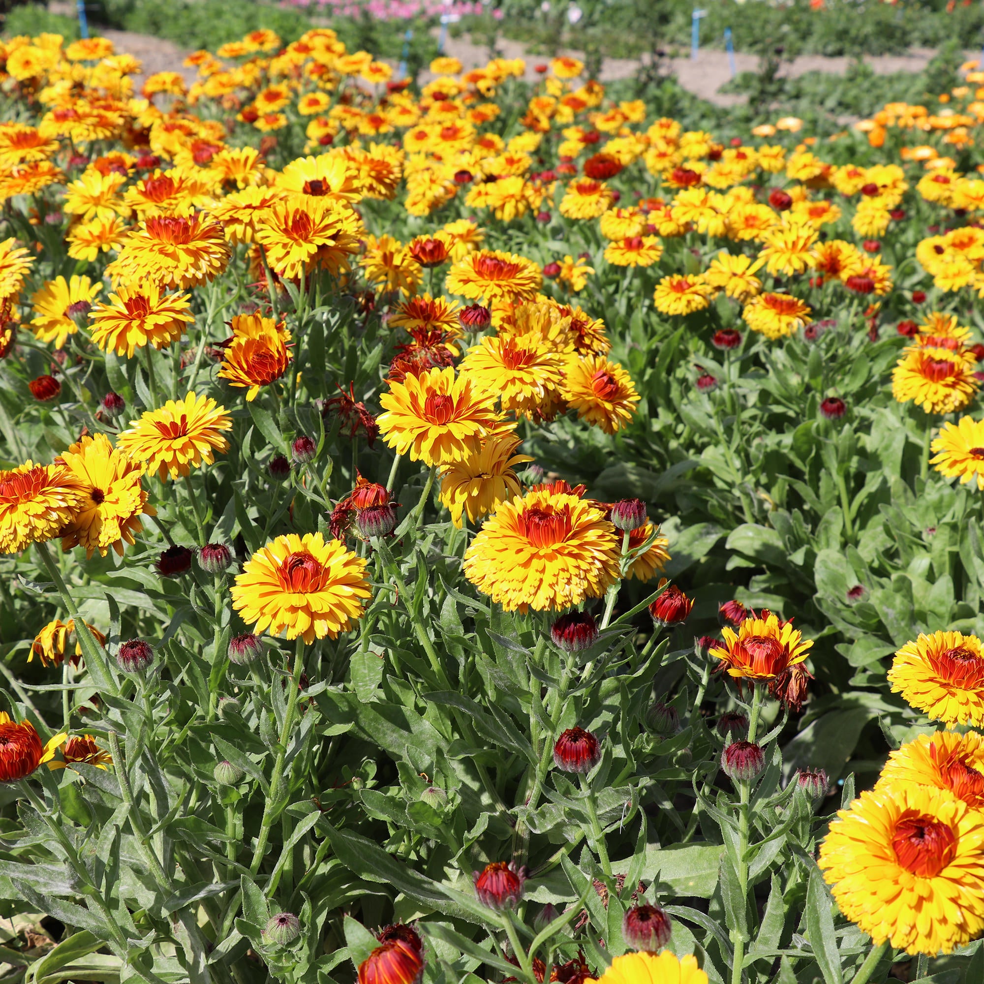 Calendula 'Neon' seeds - Calendula officinalis