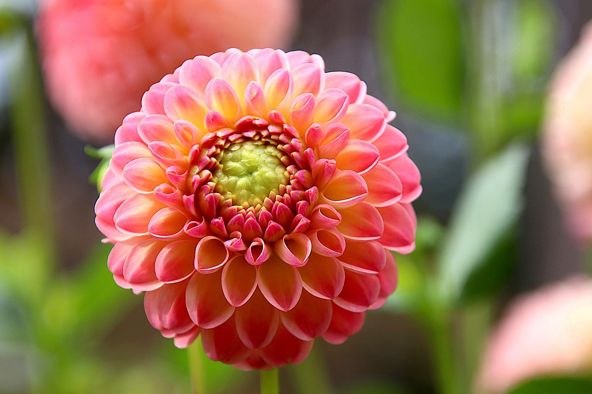 Growing Dahlias: Seed vs. Tuber – What’s the Difference?