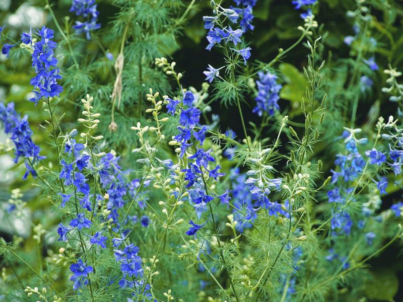 Delphinium vs. Larkspur: What’s the Difference and Why the Confusion?