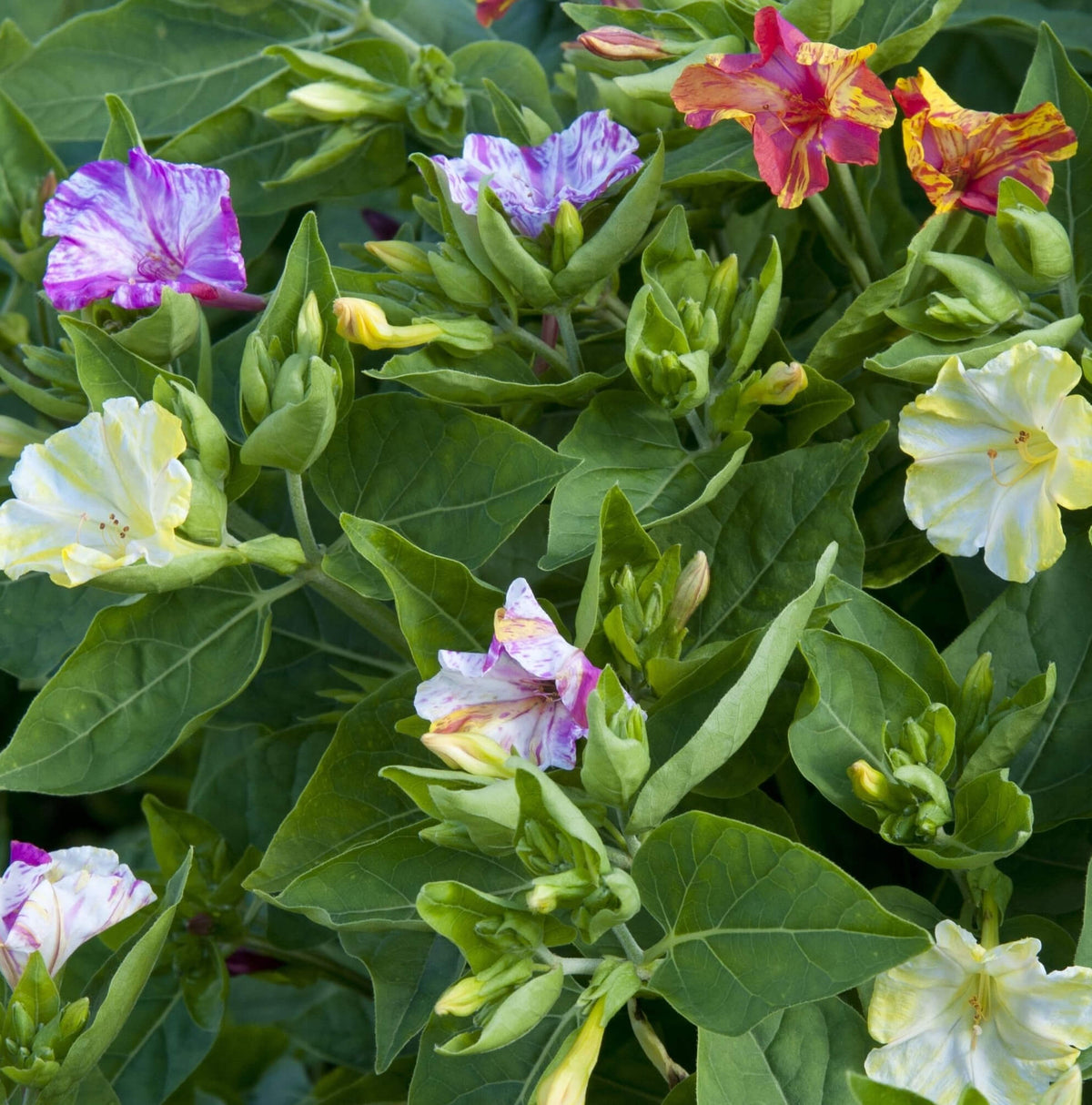 Der Star-Darsteller meines Balkons: Die Mirabilis Jalapa-Geschichte