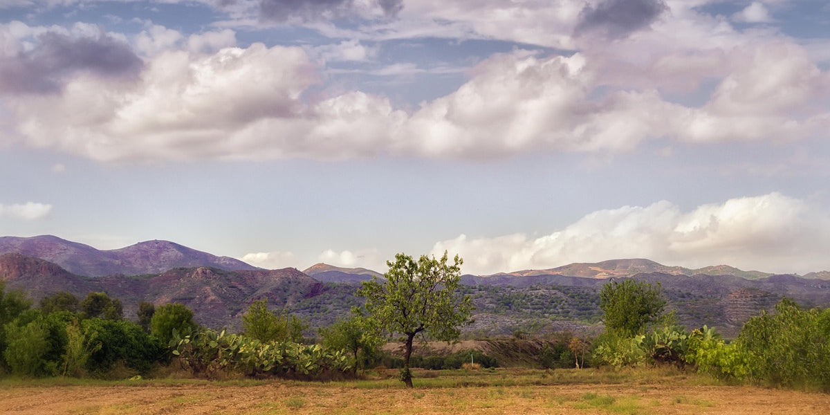 Gardening in the Mediterranean: Embracing the Challenges and Rewards in Spain, Italy, Greece, and Portugal