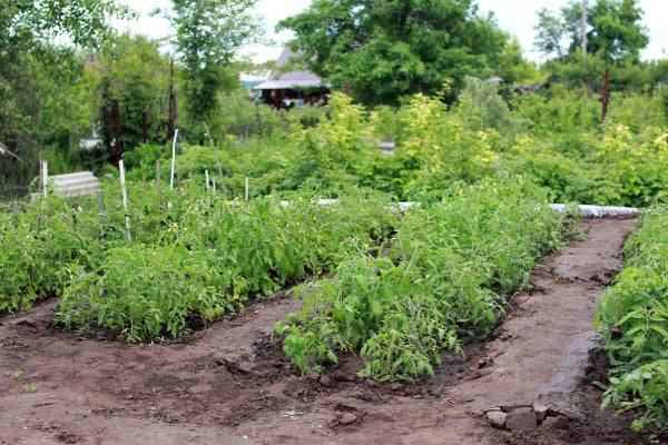 Benefits of Companion Planting: Boost Your Garden’s Health and Yield