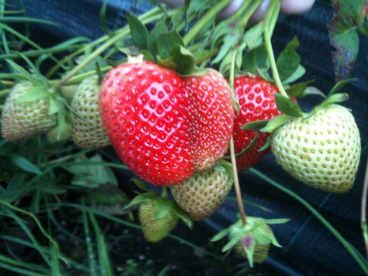 Growing Vegetables and Fruit from Seeds