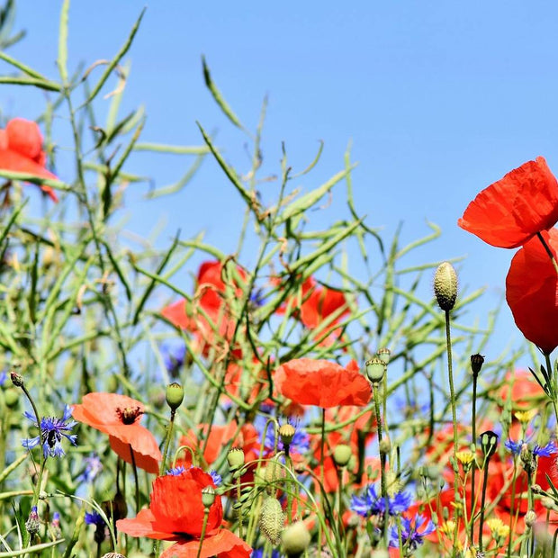 Bio Wildflower Seeds: Meadow Mix