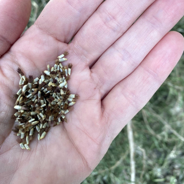 Cornflower Black Ball Seeds Size