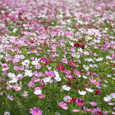 Cosmos Bipinnatus Mix