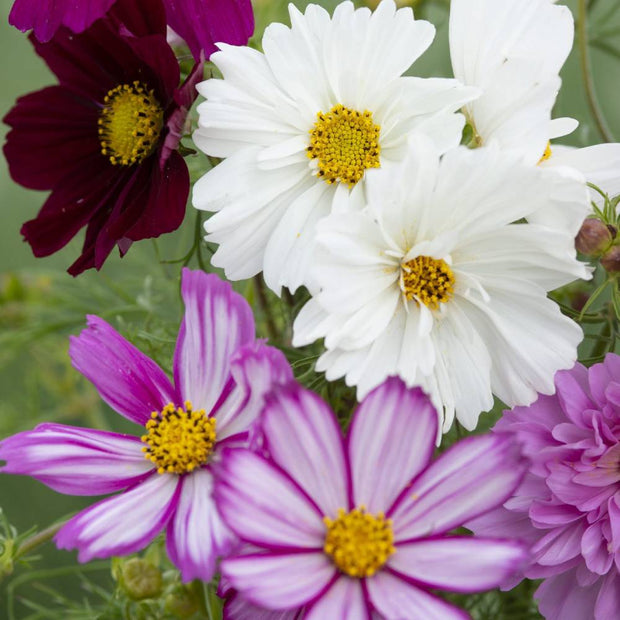 Cosmos Seeds Mix