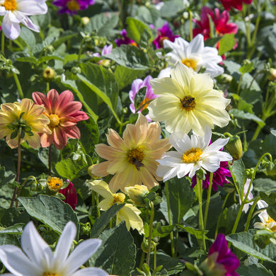 Dahlia Figaro Mixed Colors