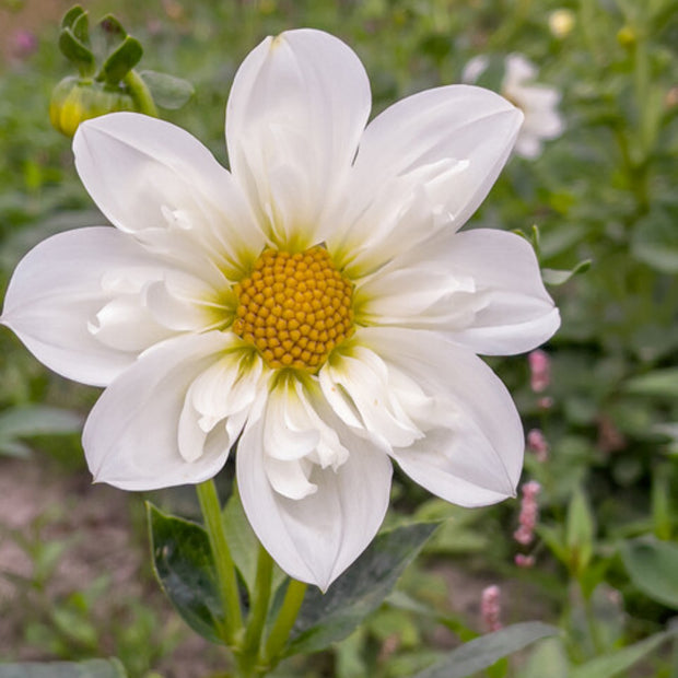 Dahlia Figaro White Seeds