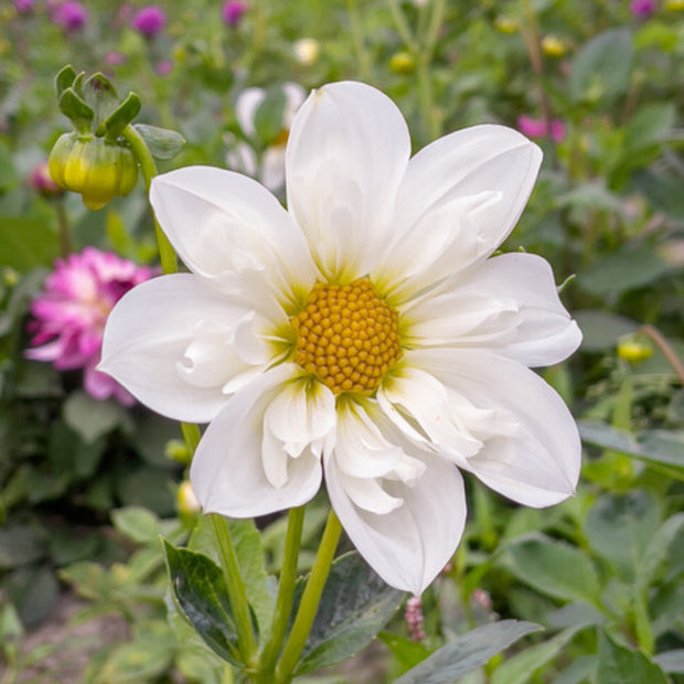 Dahlia Figaro White