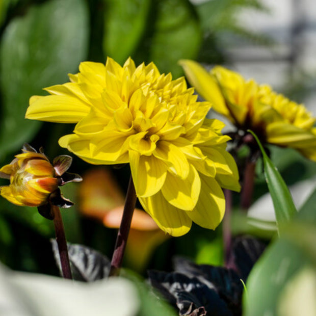 Dahlia Figaro Yellow