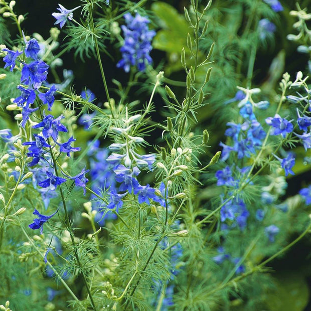 Delphinium Blue Cloud Seed