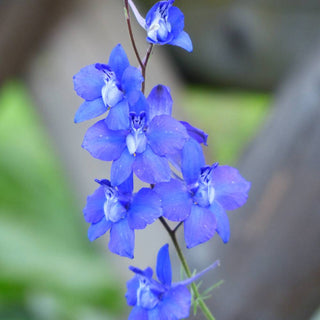 Delphinium Blue Cloud Seeds