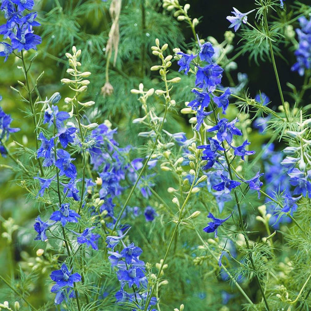 Delphinium Blue Seeds