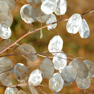 Honesty Plant Silver Coins