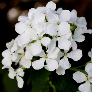 Money Plant seeds (white)