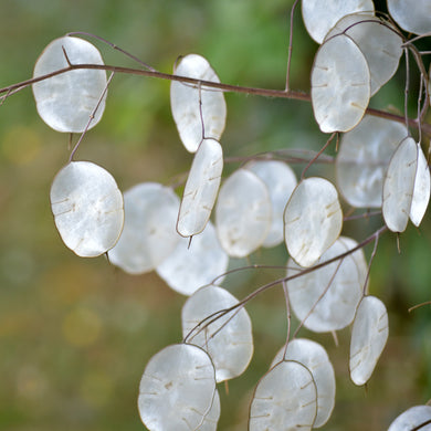 Lunaria White (Honesty)