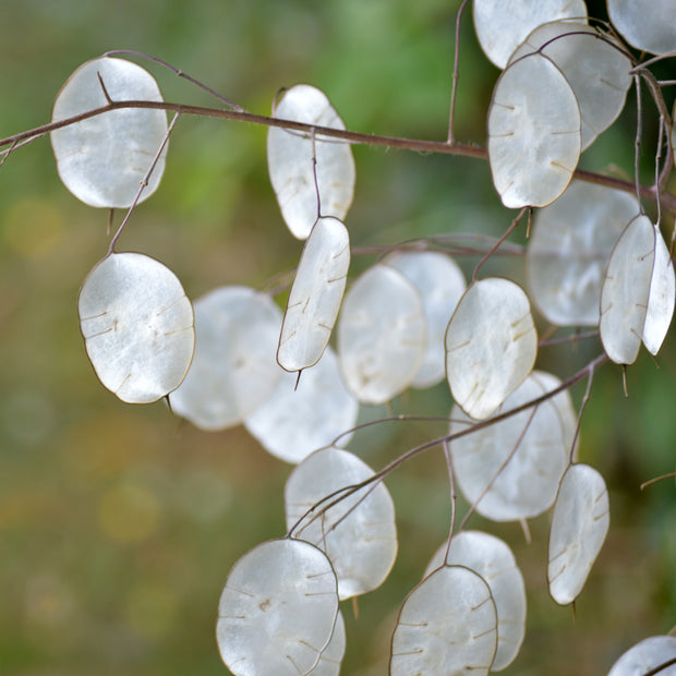 Lunaria silver coin seeds
