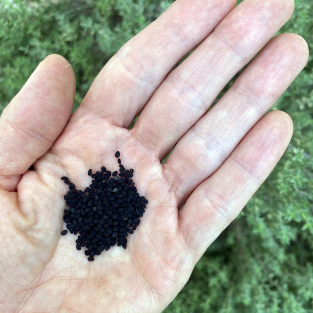 Nigella Seeds Blue