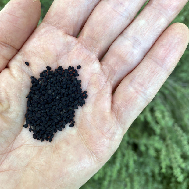 Nigella Seeds Rose