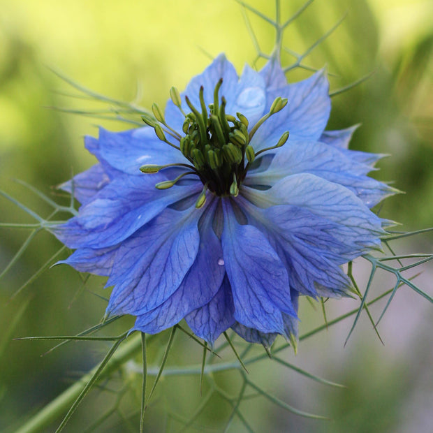 Nigella Damascena Blue Seeds