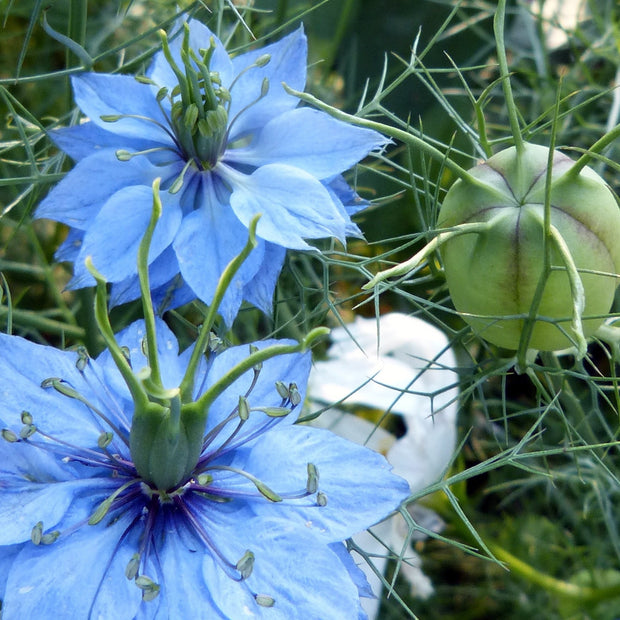 Nigella Miss Jekyll Blue Seeds