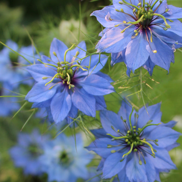 Nigella Skyblue Seeds