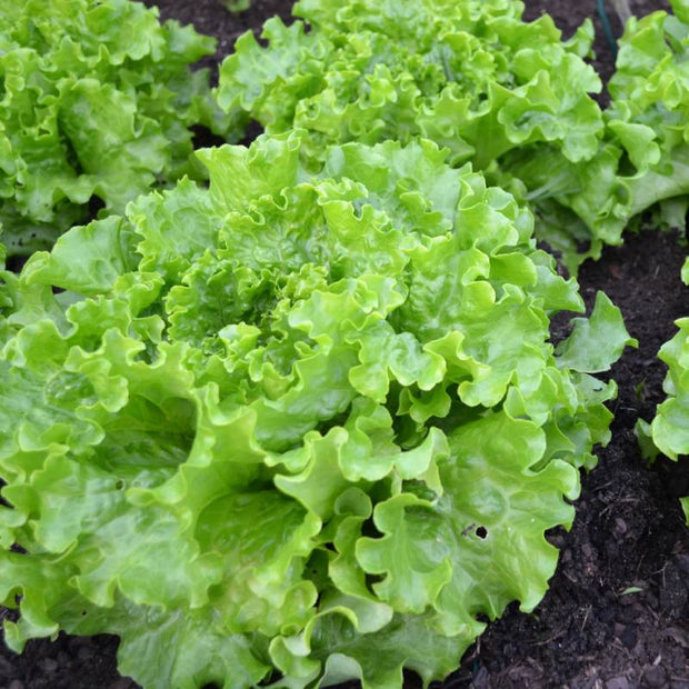 Oakleaf Lettuce Green Salad Seeds