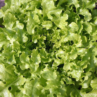 Organic Lettuce Oakleaf 'Salad Bowl'