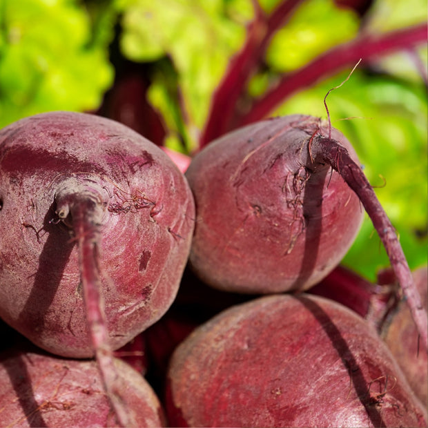 Organic Red Beet Seeds