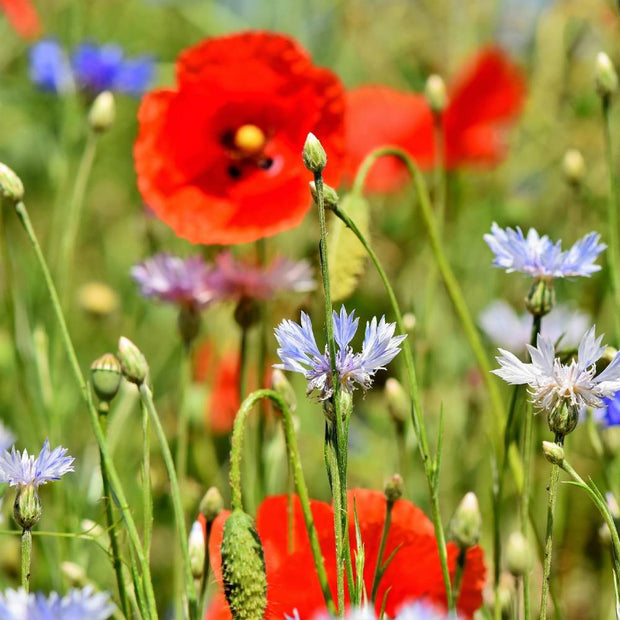 Organic Wildflower Meadow seeds