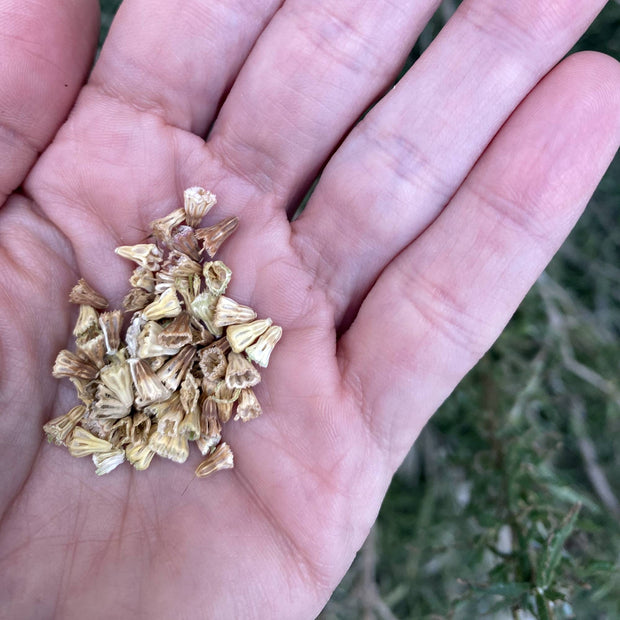 Scabiosa Fireking Seeds