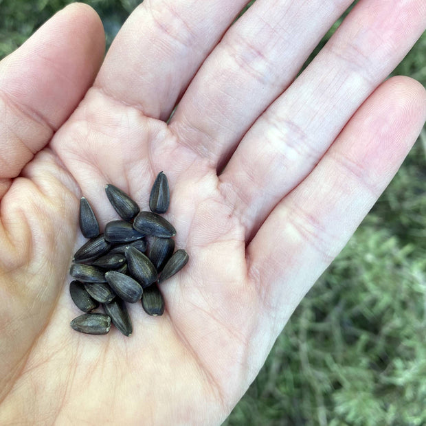 Sunflower Buttercream Seeds