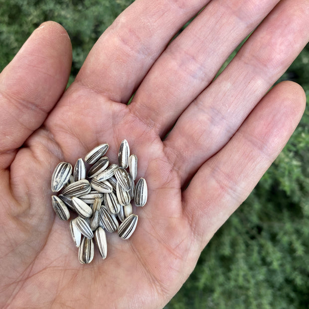 Sunflower Cutting Gold Seeds