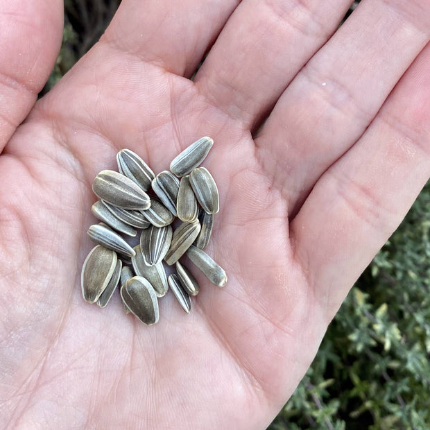 Sunflower Flower Seeds - Sunspot