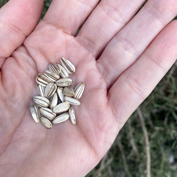 Sunflower Flower Seeds - Taiyo