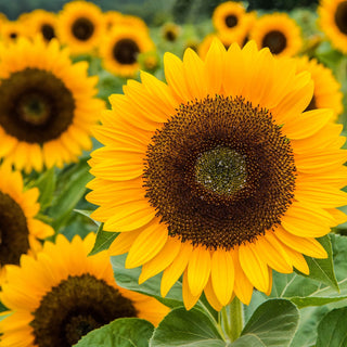 Sunflower Cutting Gold Seeds