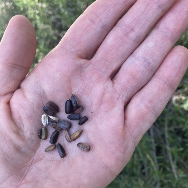 Sunflower Velvet Queen Seeds