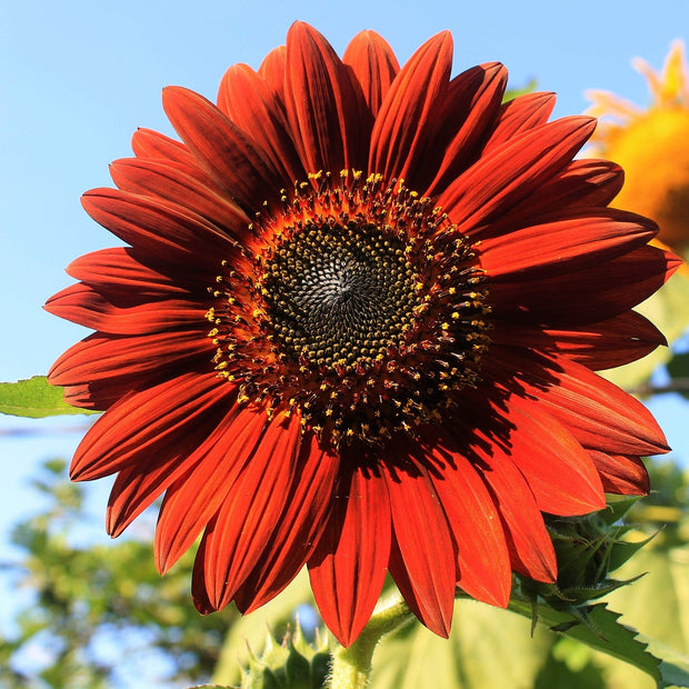 Sunflower Velvet Queen Seed