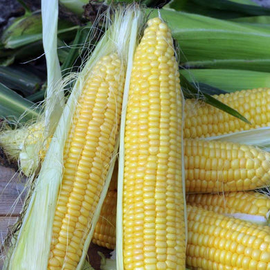 Organic Sweet Corn Golden Bantam