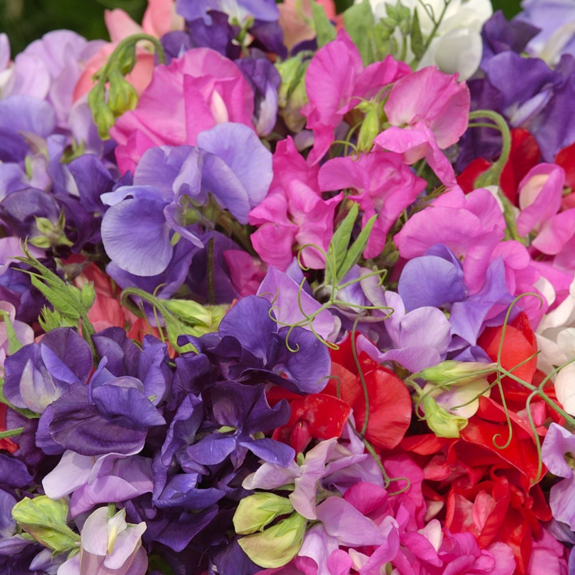 Lathyrus King Size Coronation Mix (Sweet Pea) | Fontana Seeds