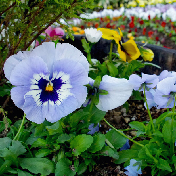 Viola wittrockiana inspire plus marina