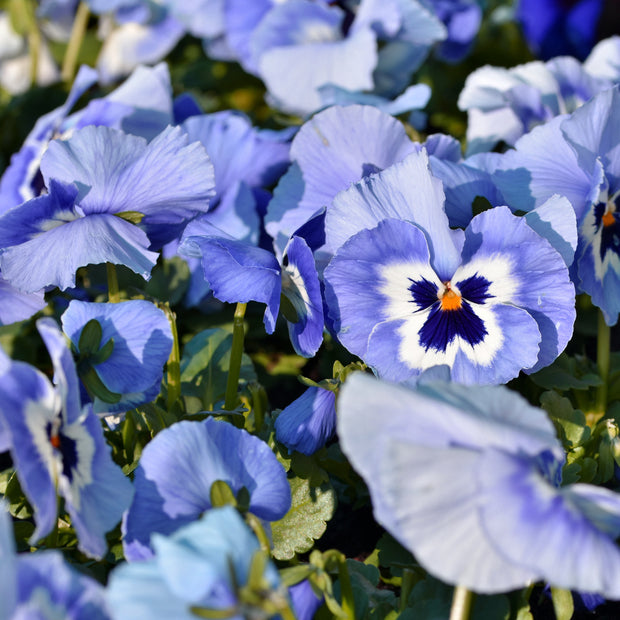 Blue Pansy Seeds